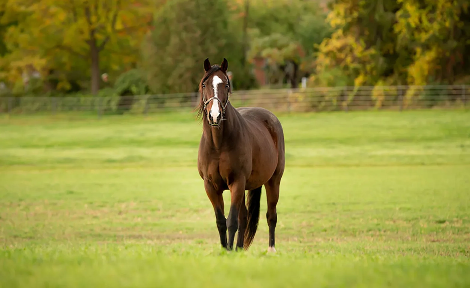 Brown horse standing in a grassy field looking towards the camera from a distance